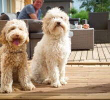 Australian Labradoodles BBSaari