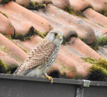 Roofvogels - omgeving BBSaari