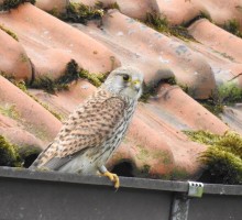 Roofvogels - omgeving BBSaari