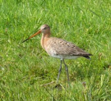 Grutto - Black-tailed Godwit - Uferschnepfe