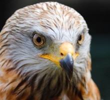 Omgeving BB Saari - Vogels - Buizerd - Buzzard