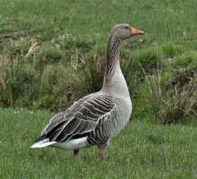 Ganzen - Goose - Ganse