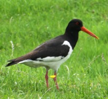Scholekster- Oystercatcher - Austernfischer